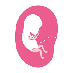 pink silhouette of side view fetus human growth in placenta a few weeks