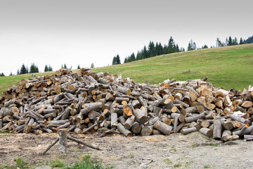 Firewood. Harvesting firewood for the winter.
