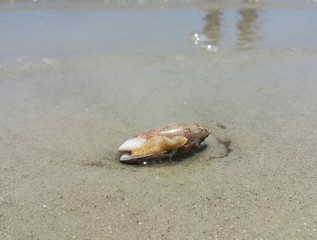 Seashell on the beach in Atlantic coast of North Florida