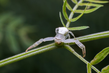 Close up small white spider on the grass.