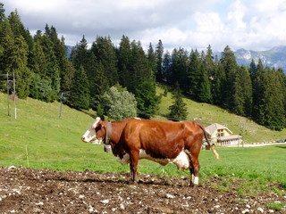 Fototapeta na wymiar traite des vaches Abondance (vers Annecy)
