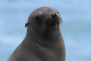 Fototapeta premium California Sea Lion enjoying the sun at Leo Carrillo State Beach in Malibu.