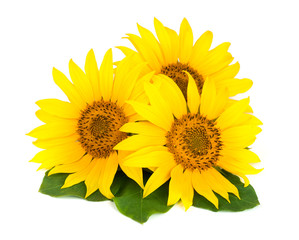 Three sunflowers with leaves isolated on white background