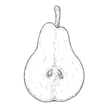 Half of pear. Hand drawn sketch