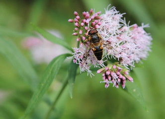 Eristalis tenax, also known as the drone fly, on hemp-agrimony