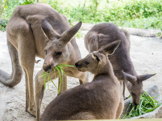 Group of kangaroos feeding in the park