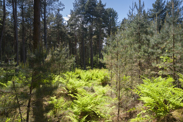 Fototapeta na wymiar Roseisle Forest near Burghead, Moray, Scotland