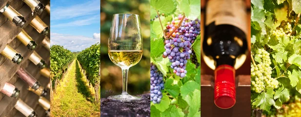 Foto op Plexiglas Oenologie en wijn panoramische fotocollage, wijnconcept © Delphotostock