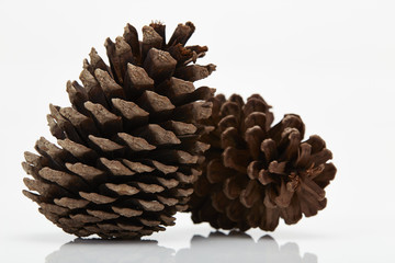 pine cone isolated on white background