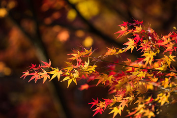 Autumn maple leaf with bokeh background