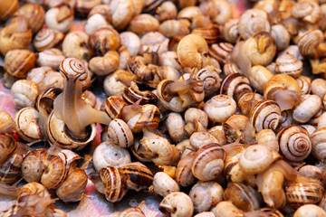 Small sea snails