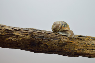 snail and log