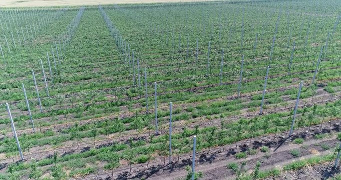 A view of the seedlings of trees from the air, flying over tree seedlings, a garden center, a young apple garden on the field, Rows of tree saplings in the Young apple garden, 4k, aerial
