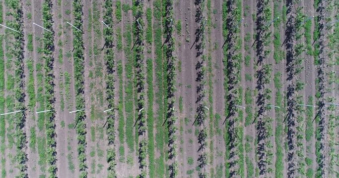 A view of the seedlings of trees from the air, flying over tree seedlings, a garden center, a young apple garden on the field, Rows of tree saplings in the Young apple garden, 4k, aerial