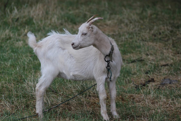 Obraz na płótnie Canvas Homemade goat grazing on green grass