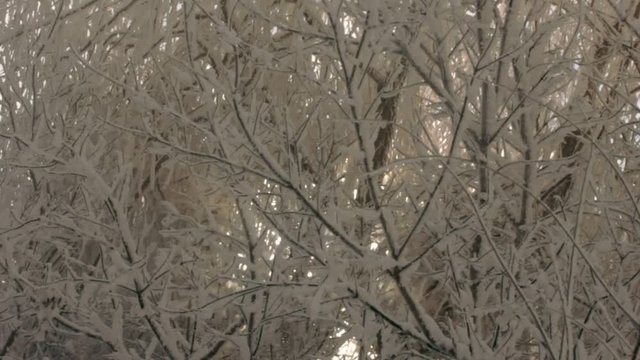 The rays of the sun flashed in snowy branches of a tree