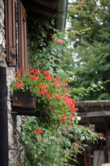 Fleur sous fenêtre d