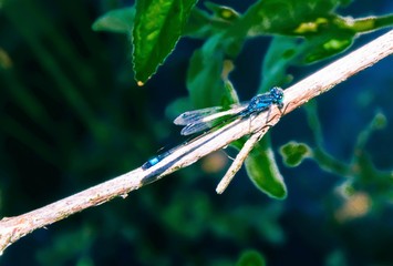 A blue dragonfly on a branch.