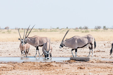 Naklejka na ściany i meble Oryx drinking water at a waterhole in Northern Namibia