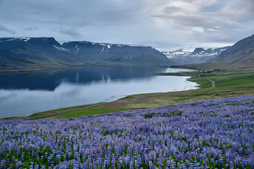 Beautiful Icelandic landscape with field of lupins in the foreground and the mountains and the fjords and the ocean in the background