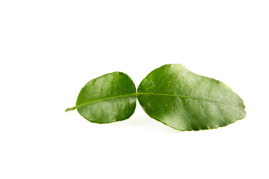 bergamot leaf on the white background