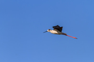 black winged stilt