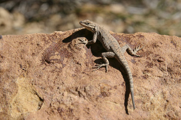 Lizard bathing in the sun on a red rock in Colorado.