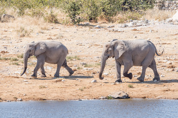 Fototapeta premium Two african elphants, Loxodonta africana, walking at a waterhole