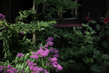 Fototapeta na wymiar kwitnące floksy na tle brązowego drewnianego domu