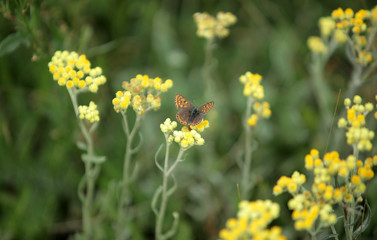 brown butterfly on a yellow flower in a meadow