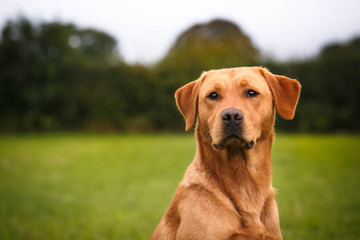 Labrador Portrait 