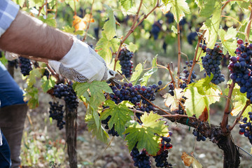 Young adult man harvesting red grapes in the vineyard