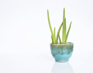 Green Aloe Vera plant in blue ceramic cup with space on white background