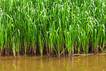 Obraz premium Green bush on the bank of river