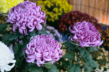 The art of Japanese chrysanthemum, Kyoto Japan.
大輪　京都