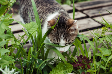 Naklejka na ściany i meble Tabby cat in the green grass close-up. The dew on the grass.