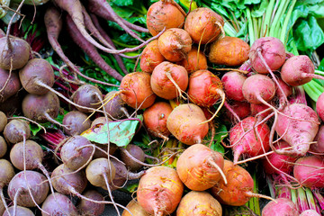 Beetroot root vegetables variety