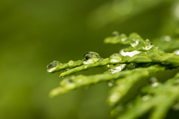 Drops of dew