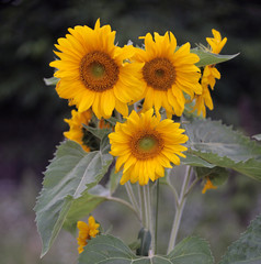 small sunflowers growing