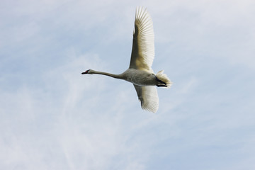 Höckerschwan im Flug