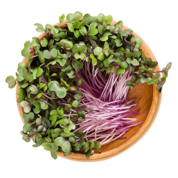 Red cabbage sprouts in wooden bowl. Leaves and cotyledons of Brassica oleracea, also purple cabbage, red or blue kraut. Vegetable. Microgreen. Isolated macro food photo close up from above over white.
