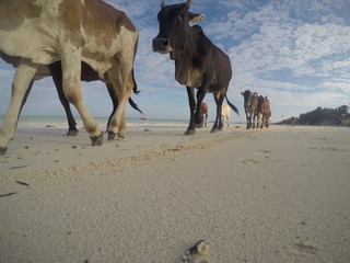 Naklejka premium DCIM\100GOPRO\G0137496.