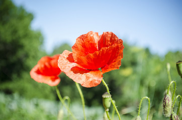 Red poppies in the flowering season