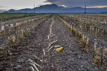 Empty corn fields after harvest. © dejank1