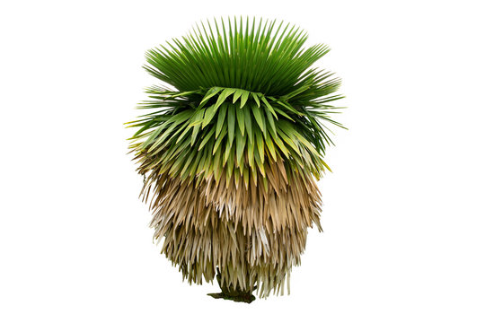 Copernicia Macroglossa or Cuban Petticoat Palm isolated on white background.