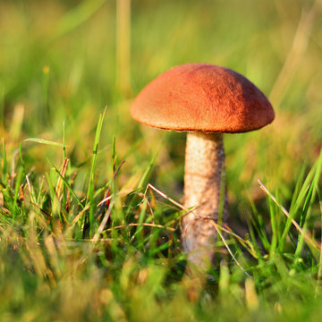 leccinum aurantiacum mushroom