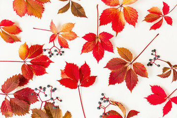 Pattern made of red autumn leaves on white background. Flat lay, Top view