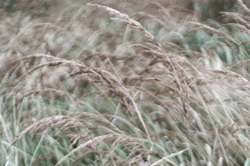 Tall grass in wind