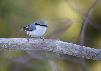 Eurasian nuthatch (Sitta europaea).