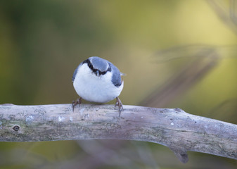 Eurasian nuthatch (Sitta europaea).